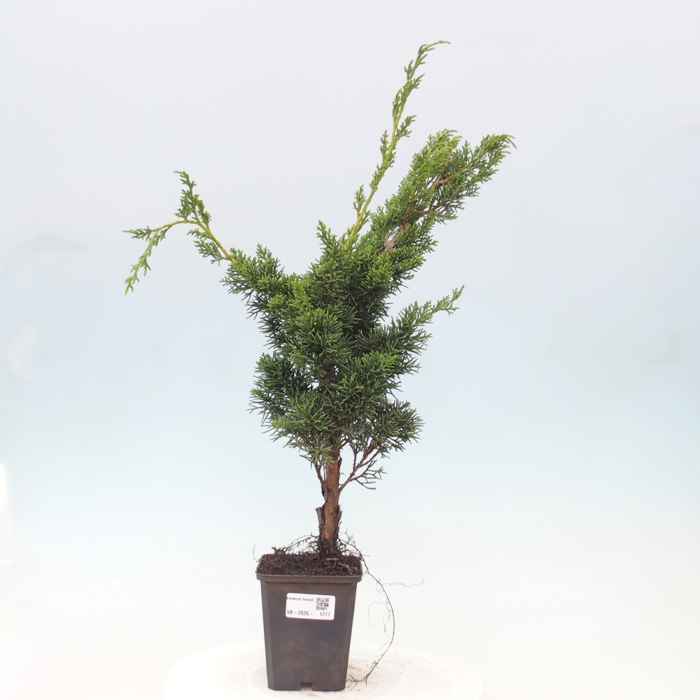 Bonsai voor buiten - Juniperus chinensis Kishu