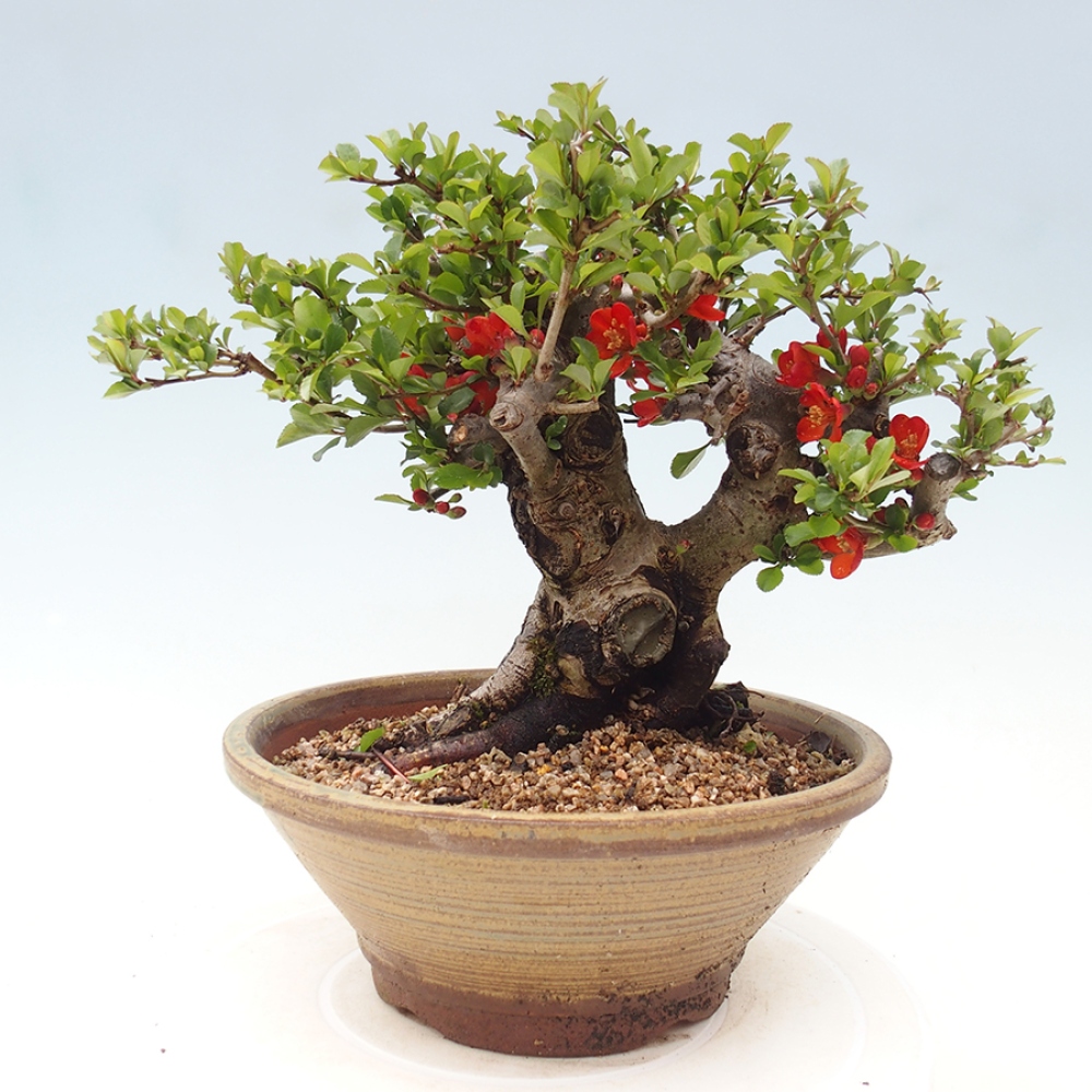Bonsai voor buiten - Chaneomeles speciosa - Kweepeer