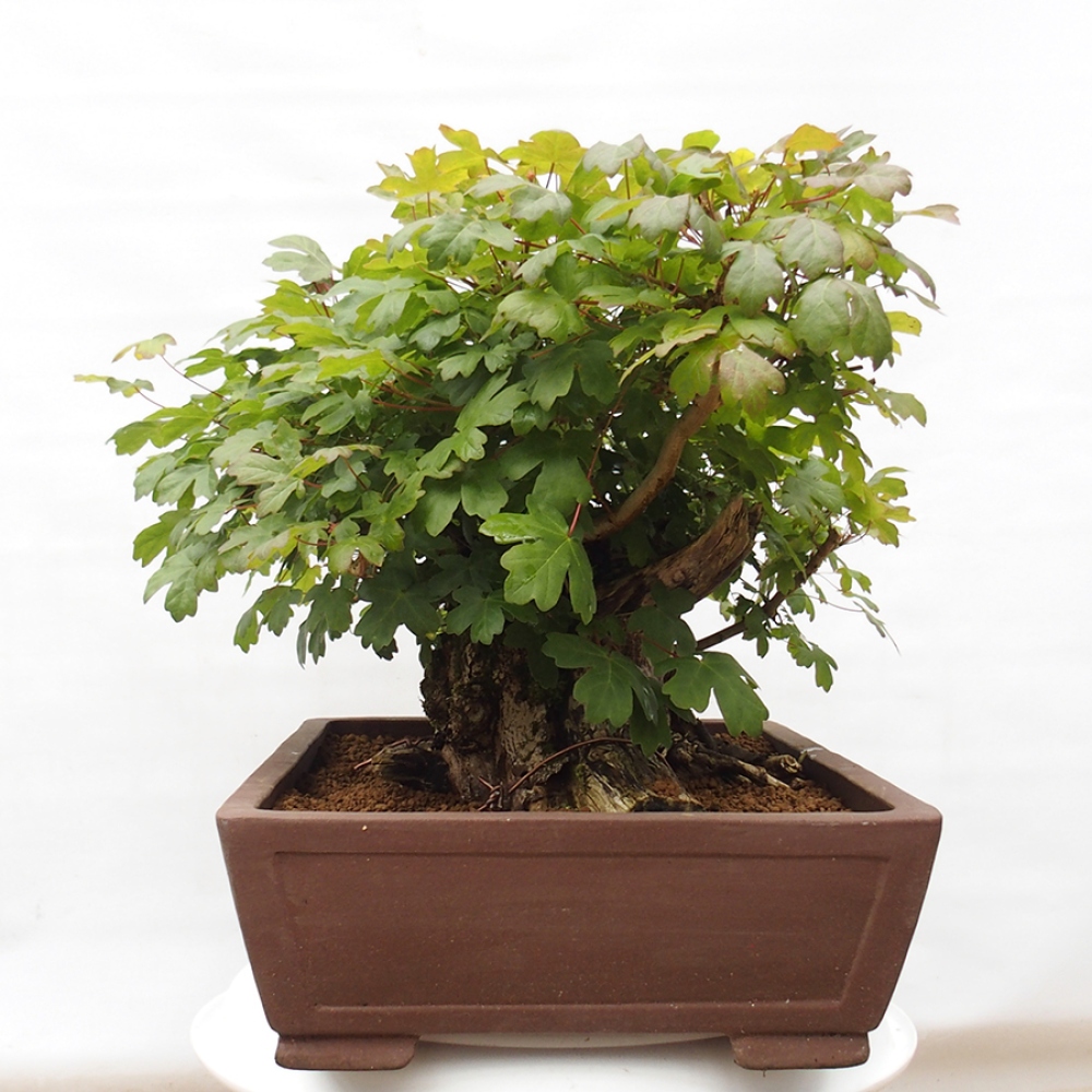Bonsai voor buiten -Javor babyka - Acer campestre