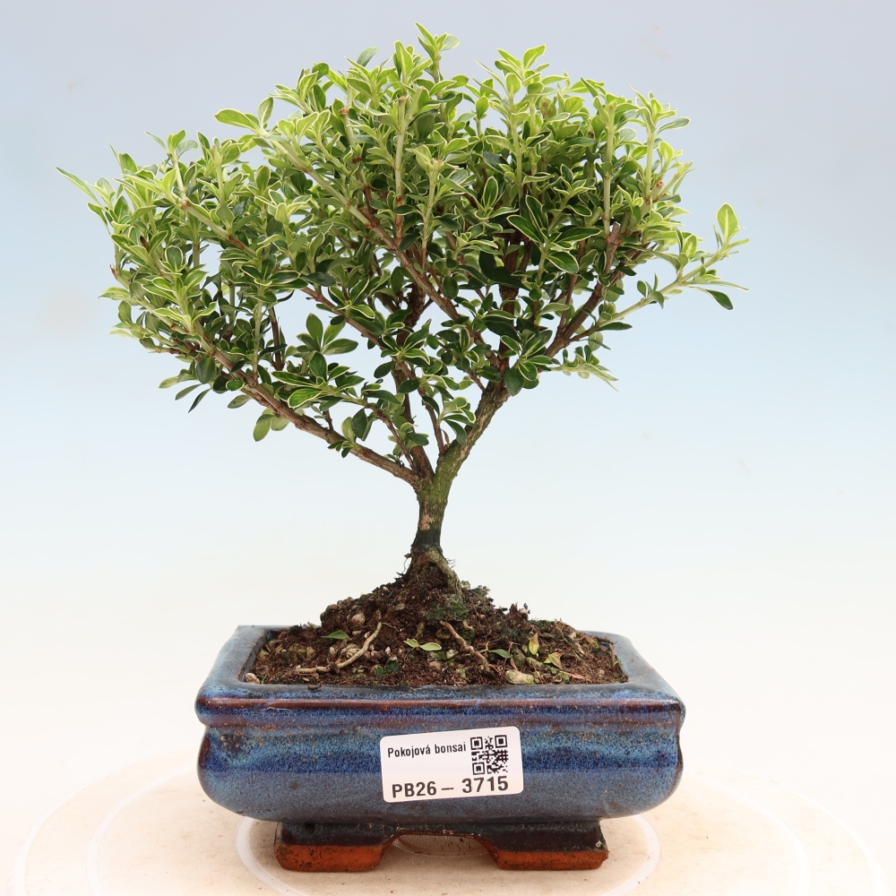 Kamerbonsai - Serissa foetida Variegata - Boom van duizend sterren