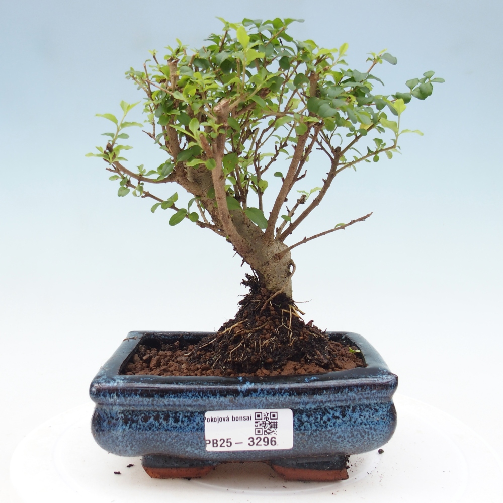 Kamerbonsai -Ligustrum chinensis - Vogelsnavel