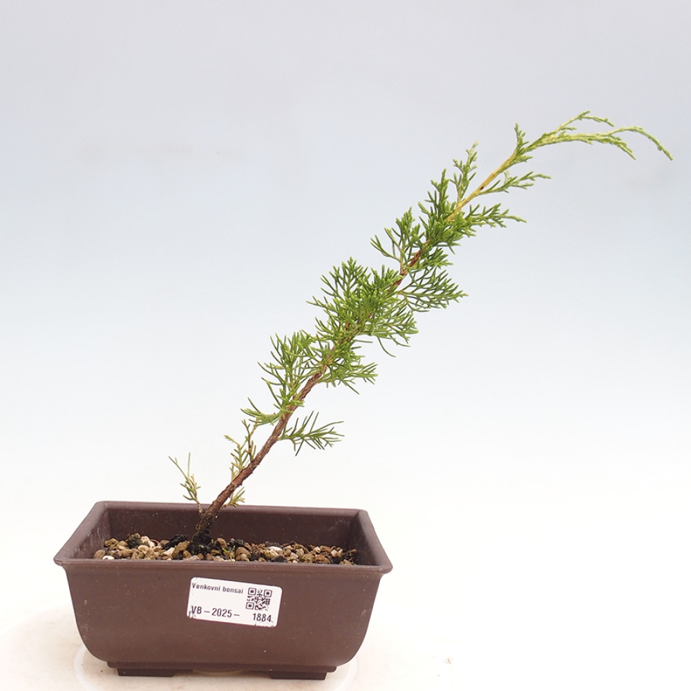 Bonsai voor buiten - Juniperus chinensis Itoigawa