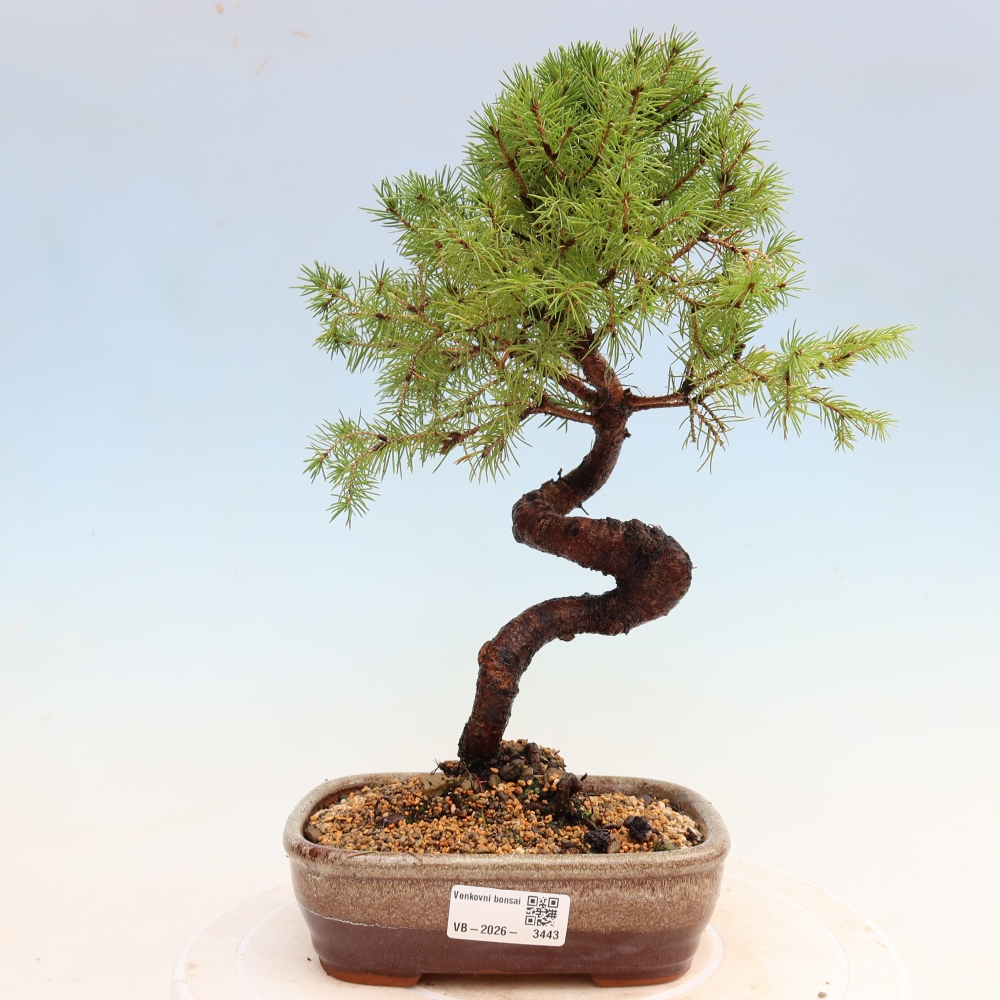 Buitenbonsai – Grijze spar – Picea glauca globe