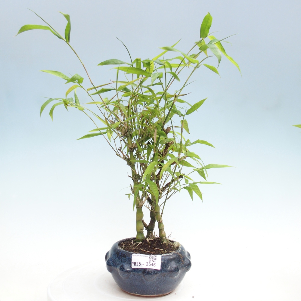 Kamerbonsai - Bamboe budha-Bamboe budha buik