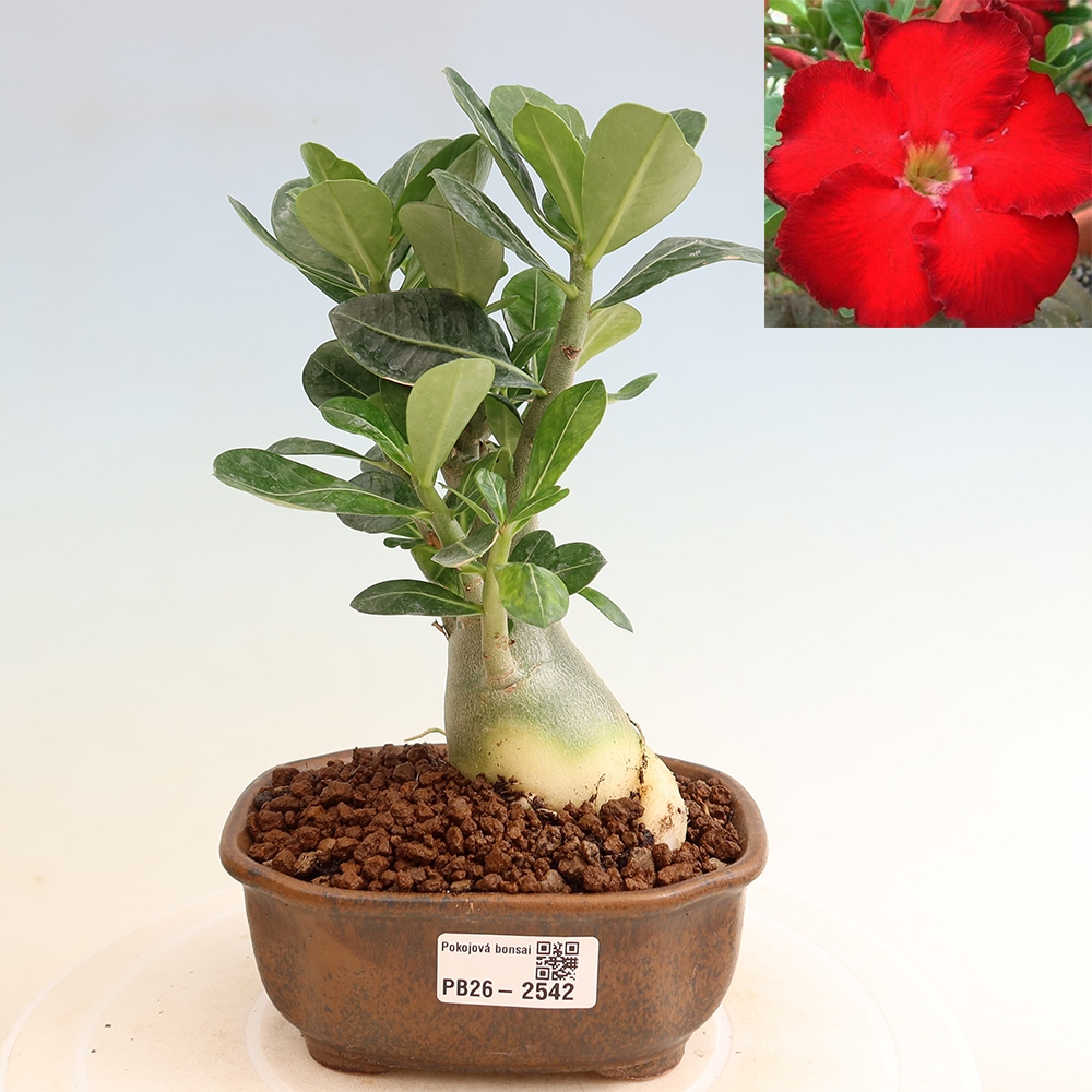Kamerbonsai - Adenium obesum Red Star - Woestijnroos