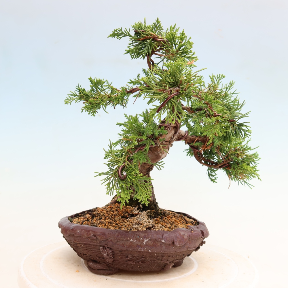 Bonsai voor buiten - Juniperus chinensis Itoigawa-Juniperus chinensis