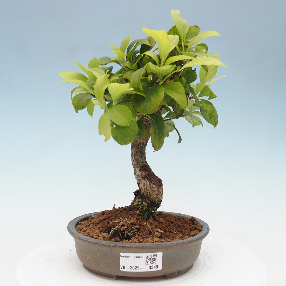 Bonsai voor buiten - Celastrus orbiculatus