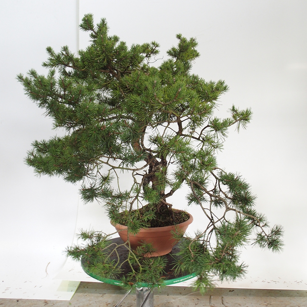 Yamadori - Pinus sylvestris Spanje