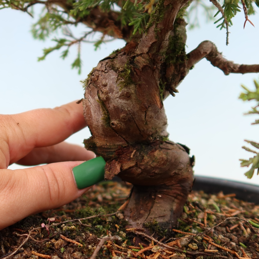 Bonsai voor buiten - Juniperus chinensis Itoigawa-Juniperus chinensis