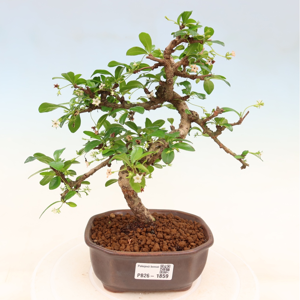Kamerbonsai - Carmona macrophylla - Thee fuki