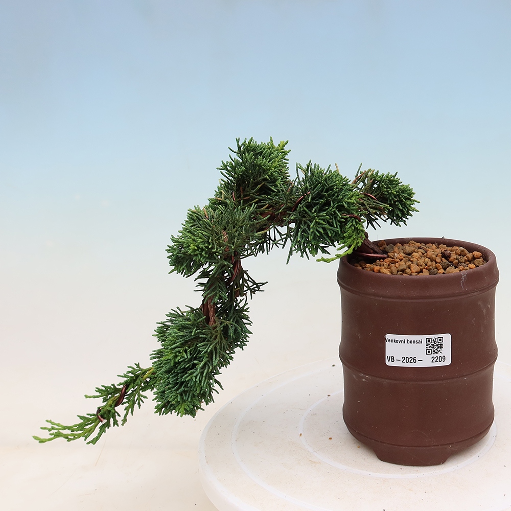 Bonsai voor buiten - Juniperus chinensis Kishu