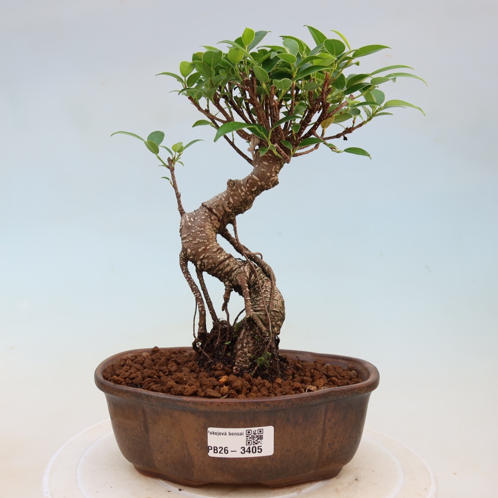 Kamerbonsai - Ficus kimmen - kleinbladige ficus