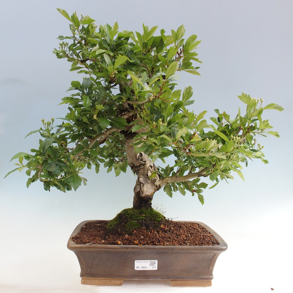 Bonsai voor buiten - Meidoorn - Crataegus cuneata