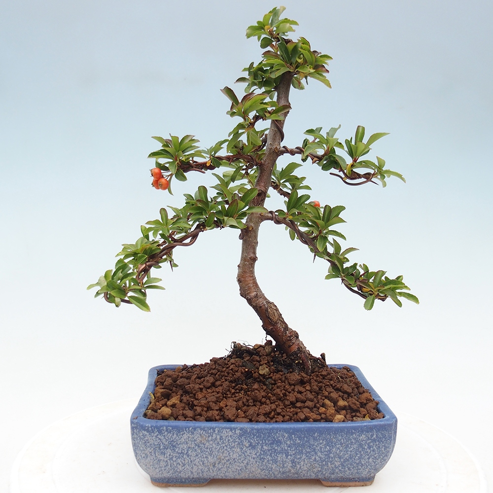 Bonsai-Pyracantha Teton voor buiten -Hlox