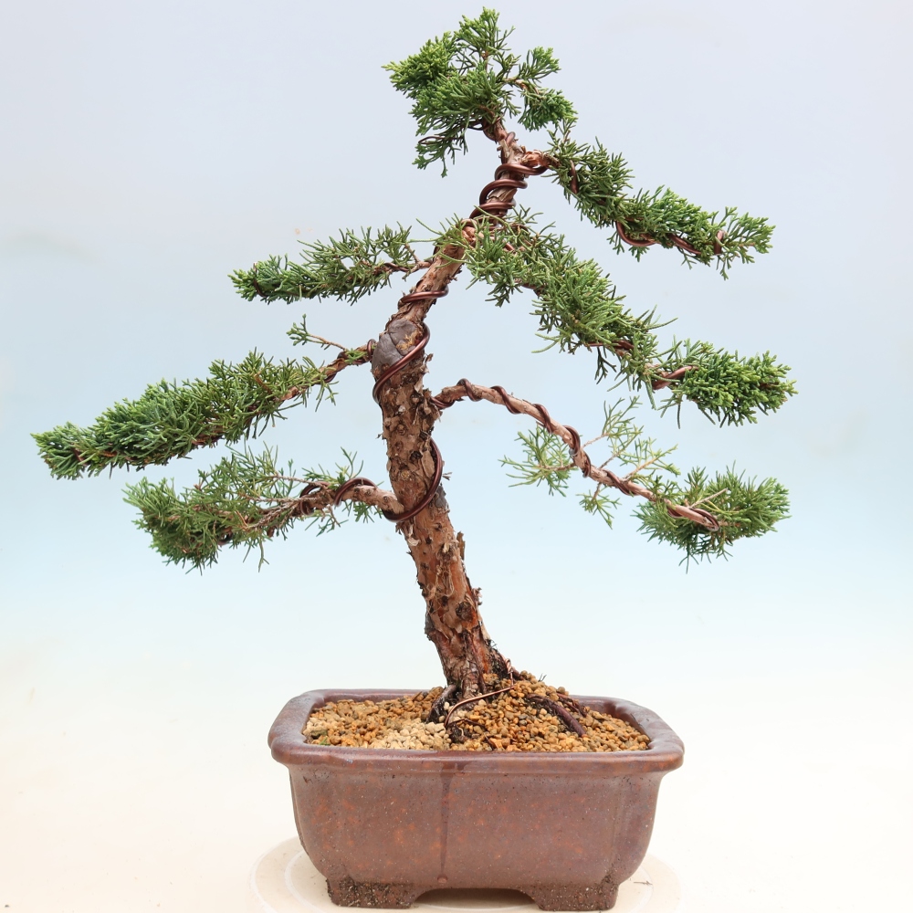 Bonsai voor buiten - Juniperus chinensis Kishu