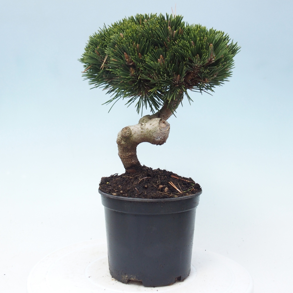 Bonsai voor buiten - Pinus thunbergii senjyumaru - Thunberg den