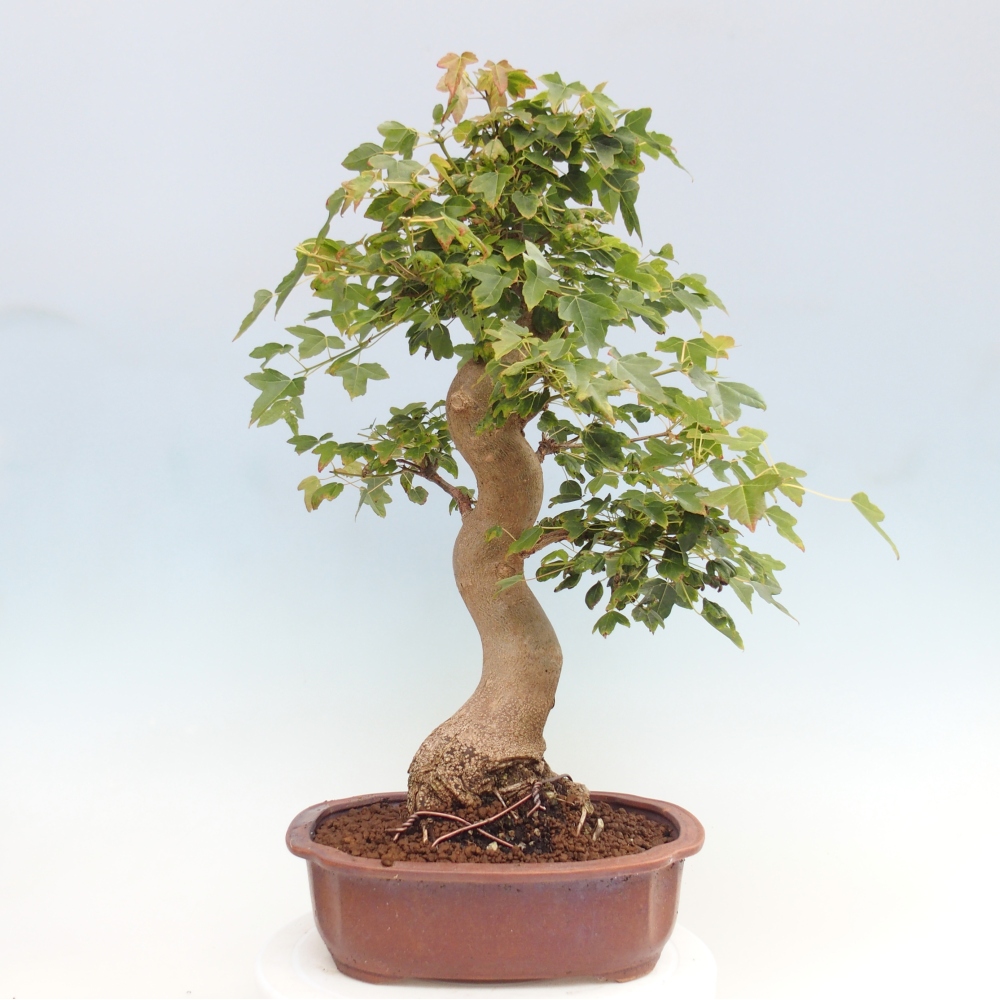 Bonsai voor buiten - Acer Buergerianum - Burgeresdoorn