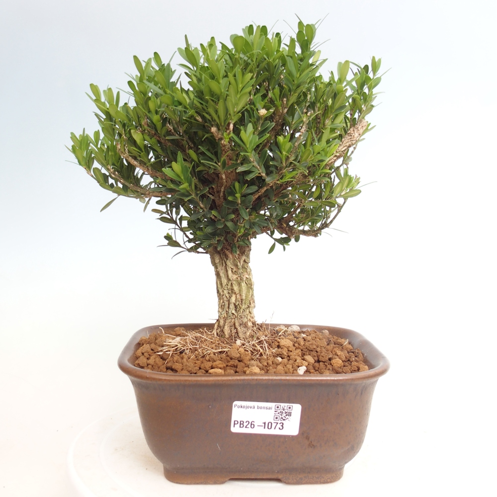 Kamerbonsai - Buxus harlandii - kurk buxus