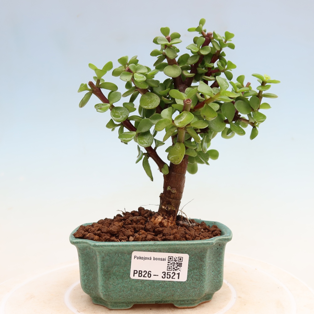 Kamerbonsai - Portulakaria Afra - Tlustice