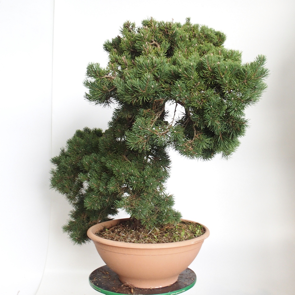 Yamadori - Pinus sylvestris Spanje
