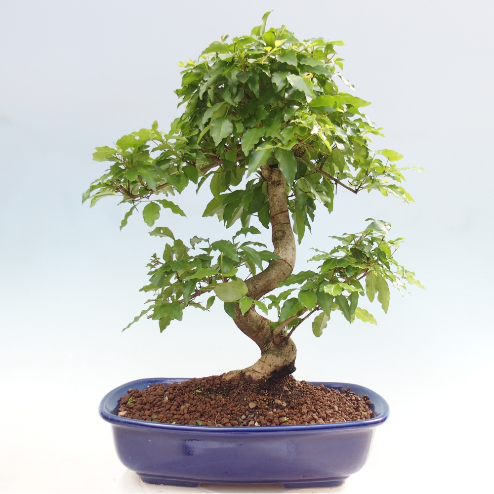 Kamerbonsai -Ligustrum chinensis - Vogelsnavel