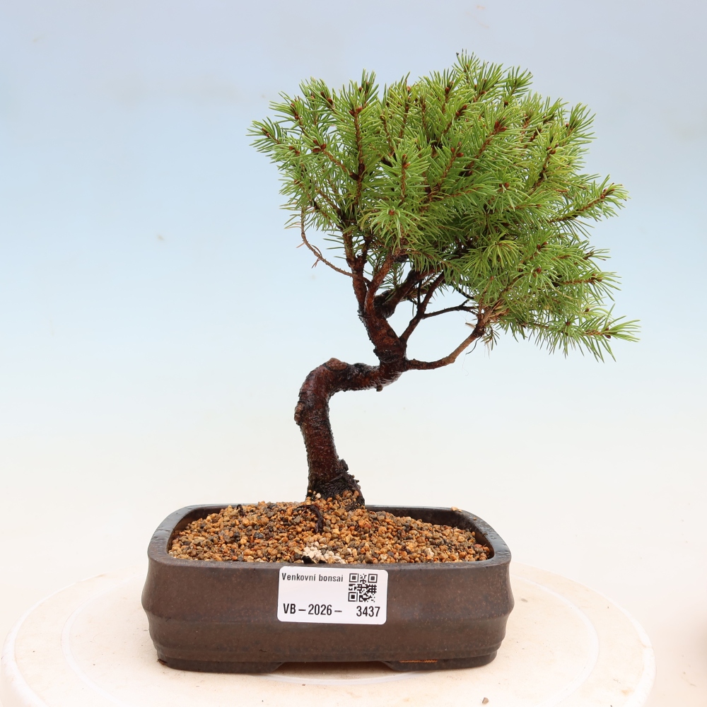 Buitenbonsai – Grijze spar – Picea glauca globe