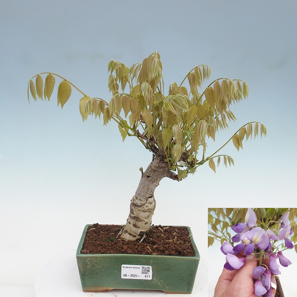 Bonsai voor buiten - Wisteria floribunda