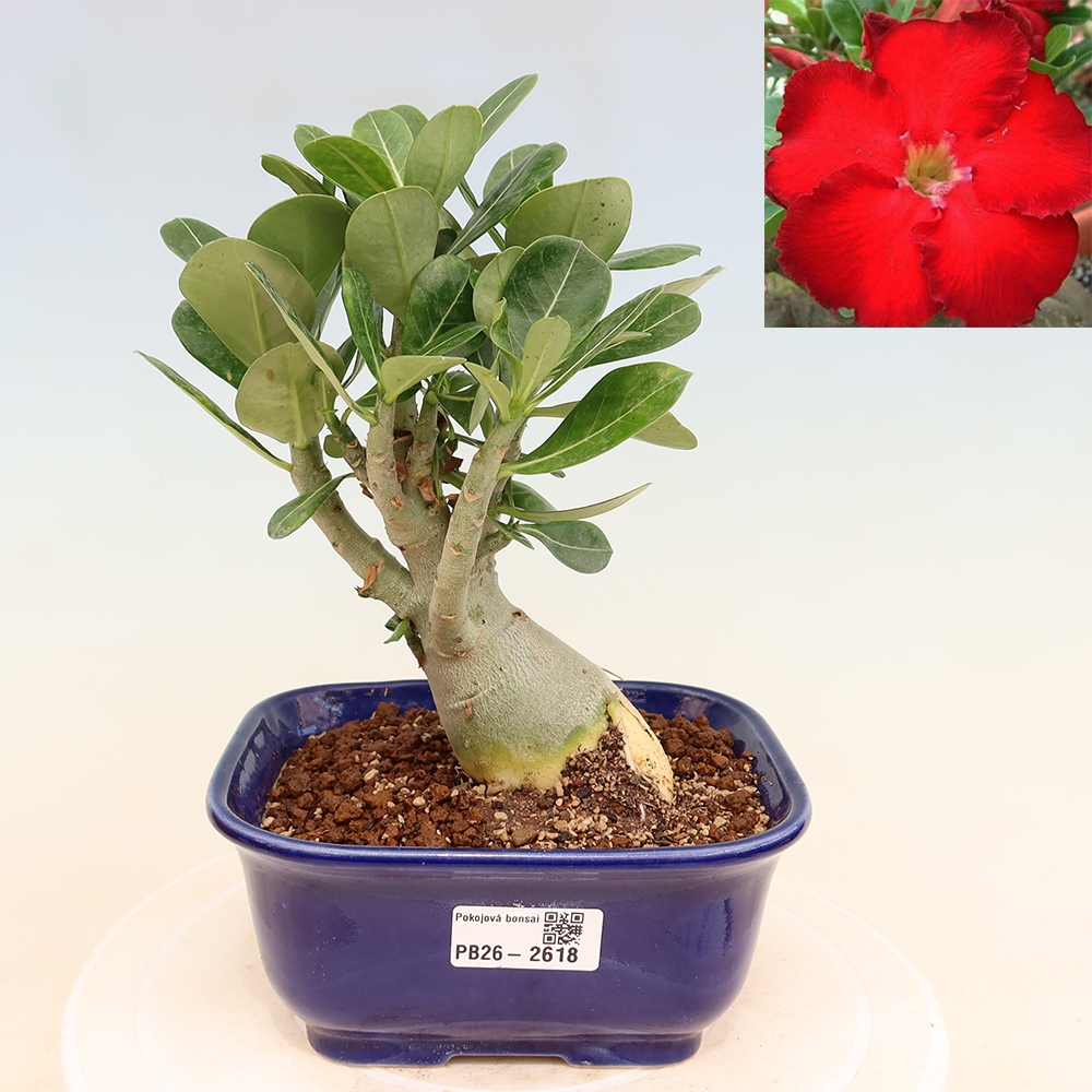 Kamerbonsai - Adenium obesum Red Star - Woestijnroos
