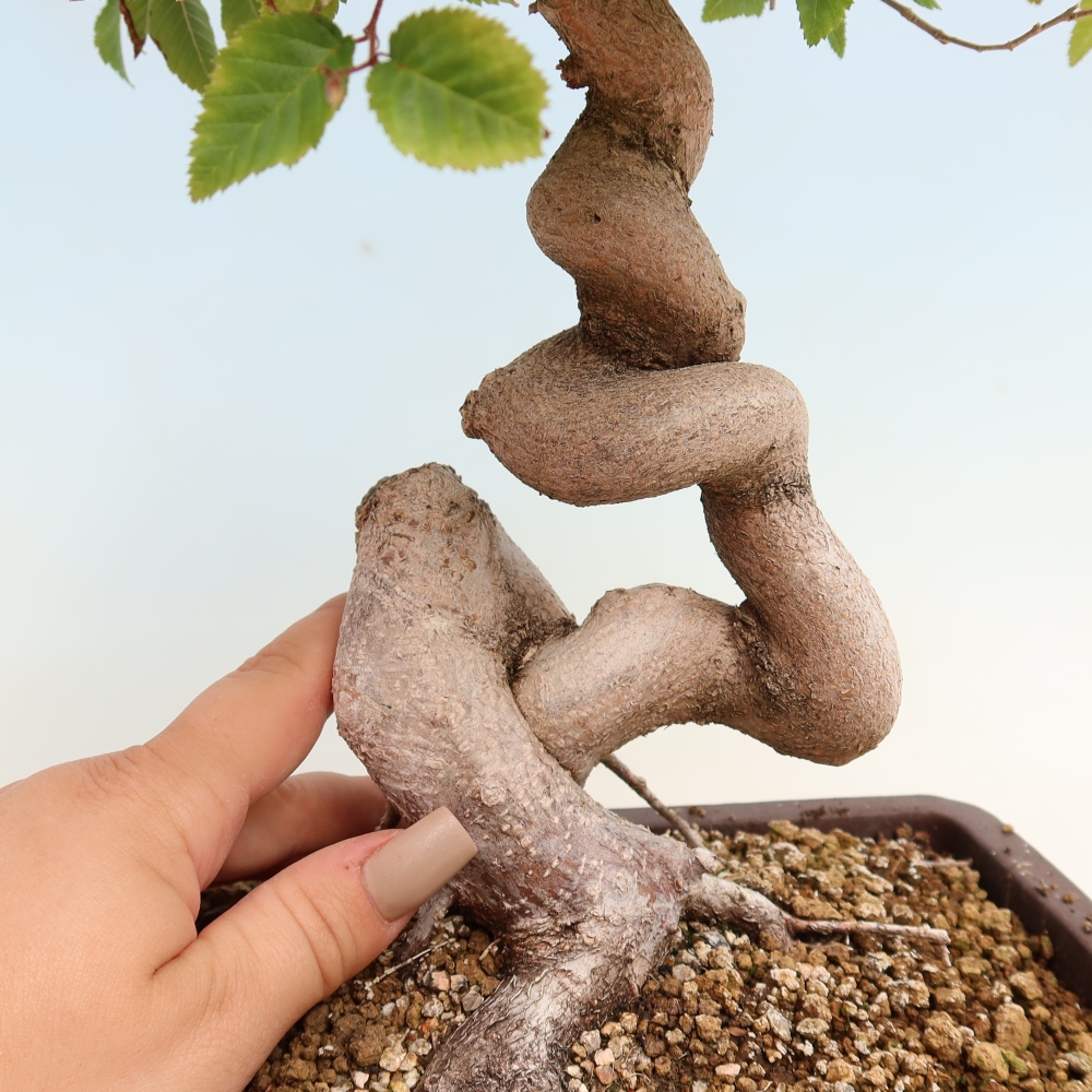 Bonsai voor buiten -Carpinus CARPINOIDES - Koreaanse haagbeuk