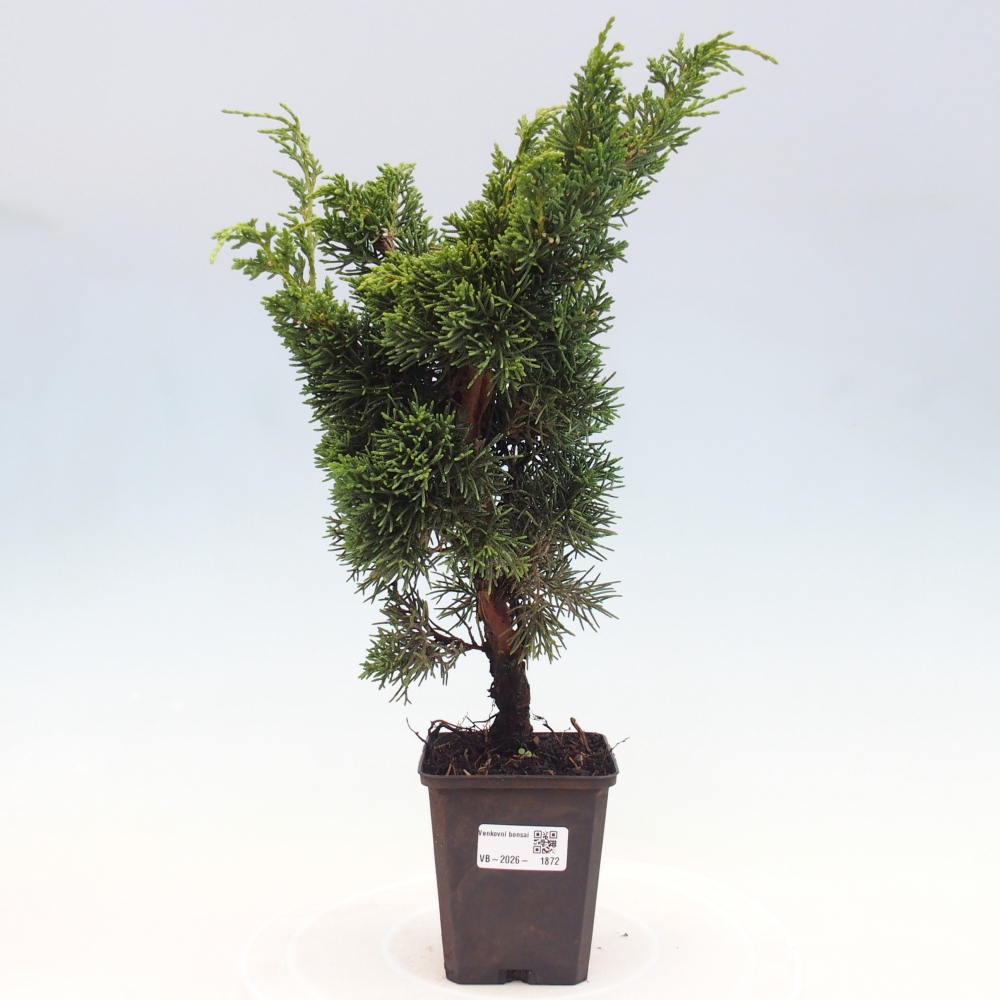 Bonsai voor buiten - Juniperus chinensis Kishu