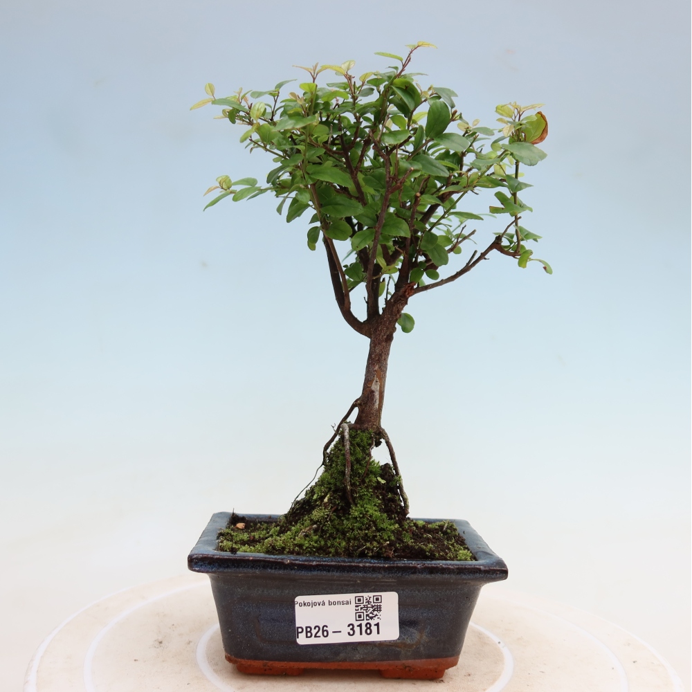 Kamerbonsai - Sageretia thea - Sageretia thea