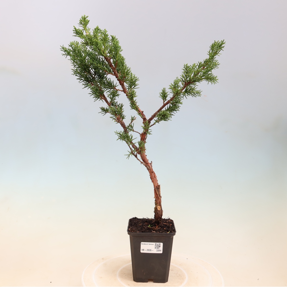 Bonsai voor buiten - Juniperus chinensis Kishu