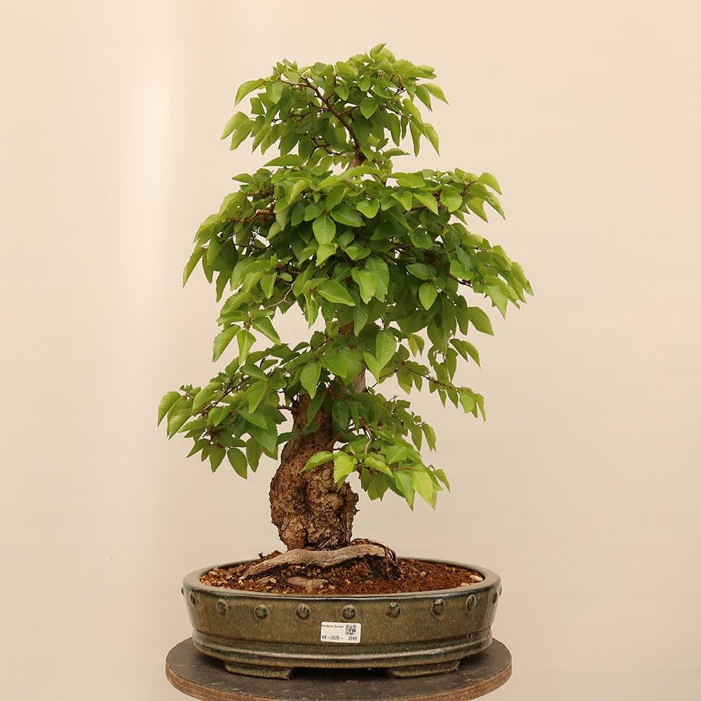 Bonsai voor buiten -Carpinus Coreana - Koreaanse haagbeuk