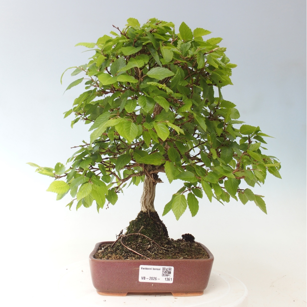 Bonsai voor buiten -Carpinus CARPINOIDES - Koreaanse haagbeuk