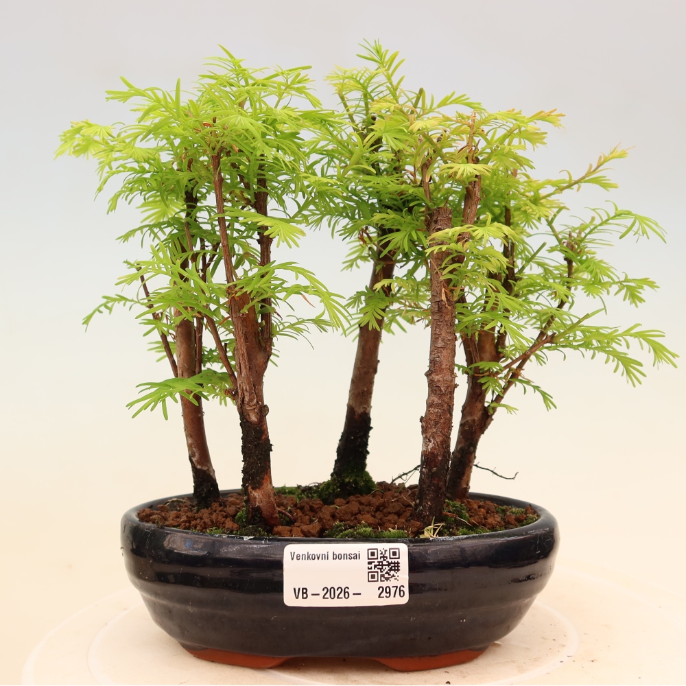 Buitenbonsai - Metasequoia glyptostroboides - Chinese metasequoia - bosje