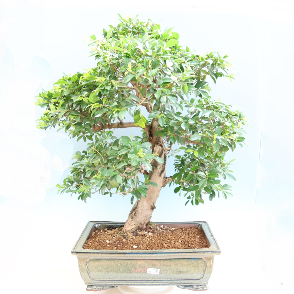 Kamerbonsai - Australische kers - Eugenia uniflora