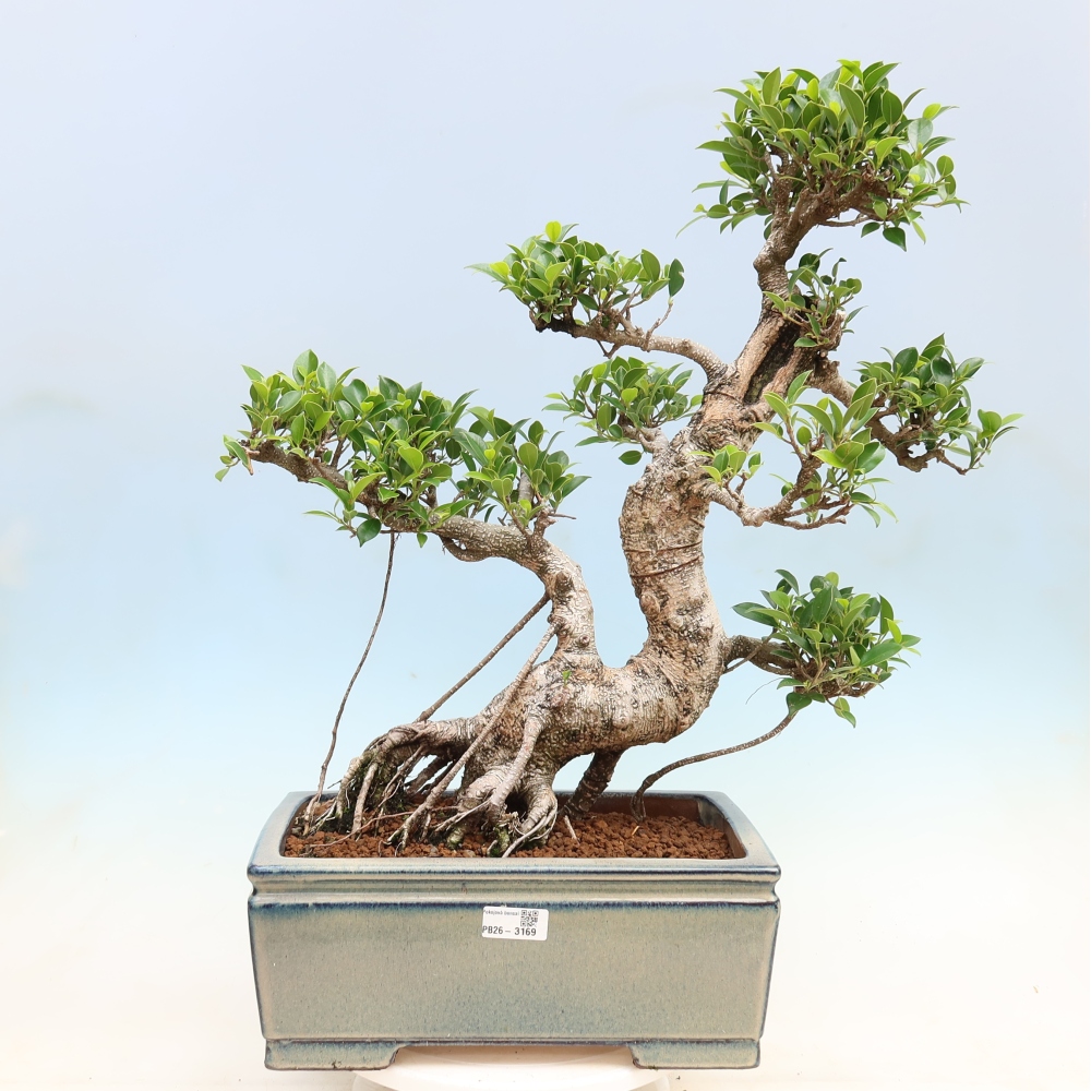 Kamerbonsai - Ficus kimmen - kleinbladige ficus