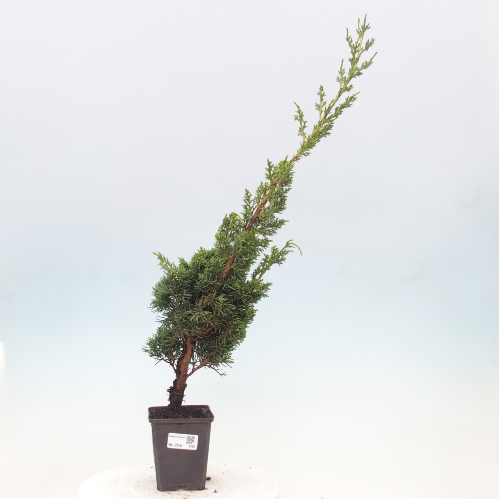 Bonsai voor buiten - Juniperus chinensis Kishu