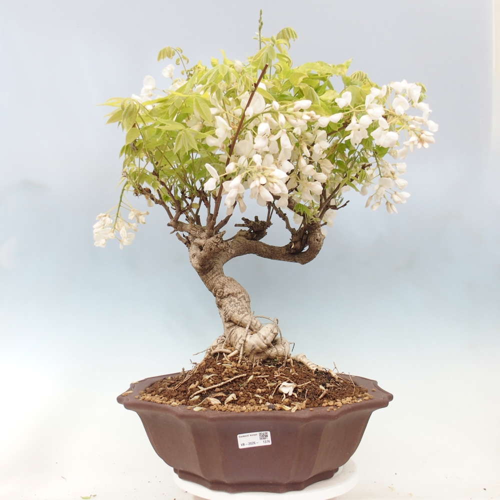 Bonsai voor buiten - Vistaria - Wisteria