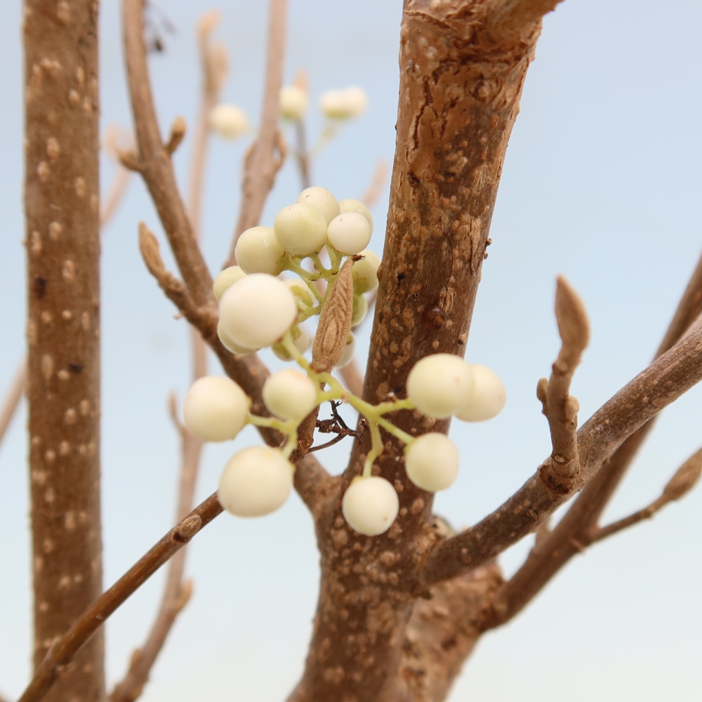 Buitenbonsai -  Callicarpa bodinieri Snowqueen - Sneeuwbessenboom
