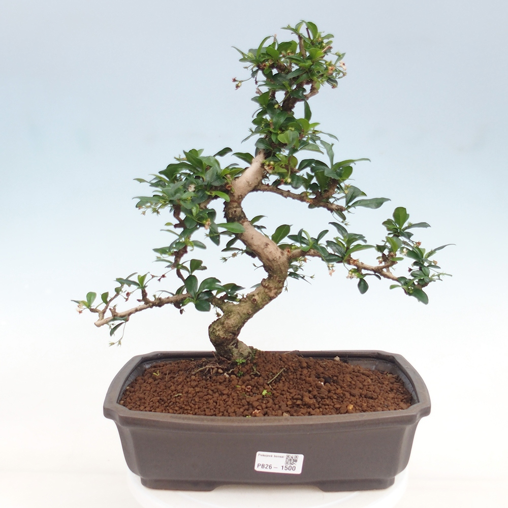 Kamerbonsai - Carmona macrophylla - Thee fuki