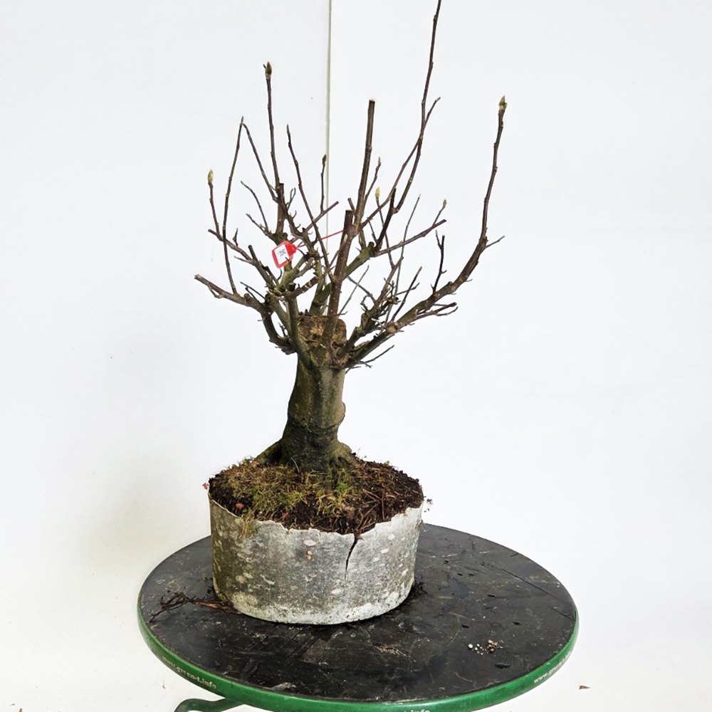 Bonsai voor buiten - magnolia - Šácholan