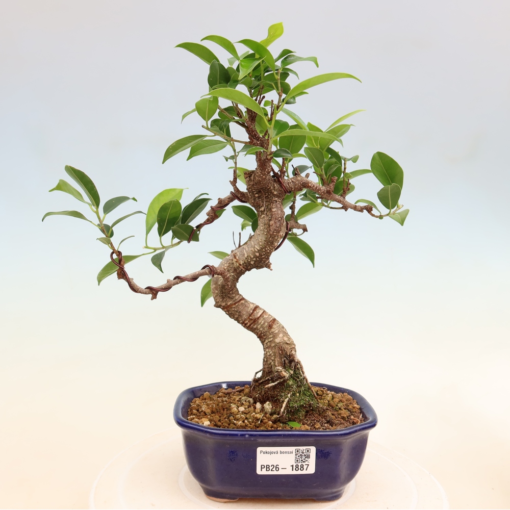 Kamerbonsai - Ficus retusa - kleinbladige ficus