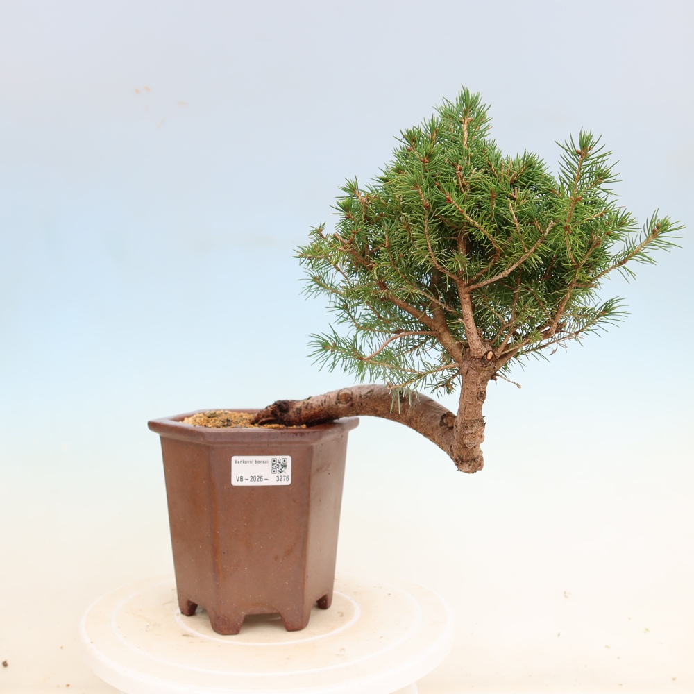 Bonsai voor buiten - Gewone spar - Picea glauca bol