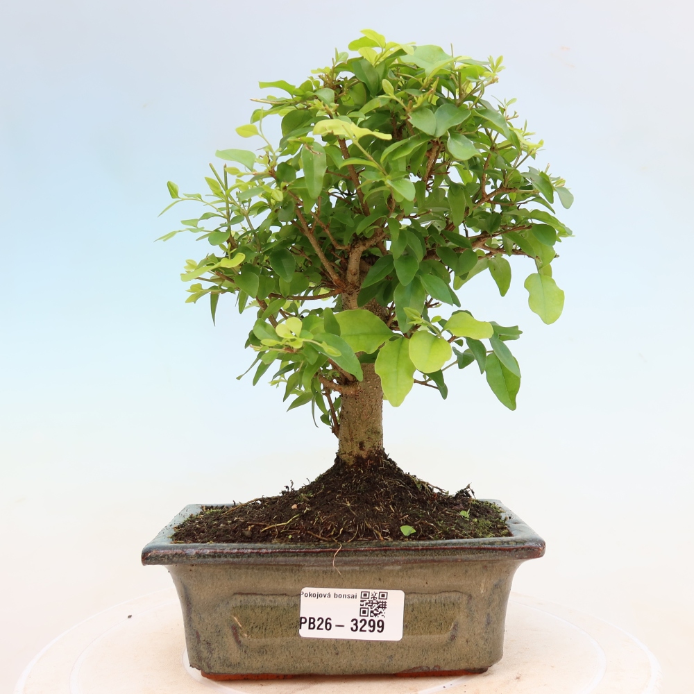 Kamerbonsai -Ligustrum chinensis - Vogelsnavel
