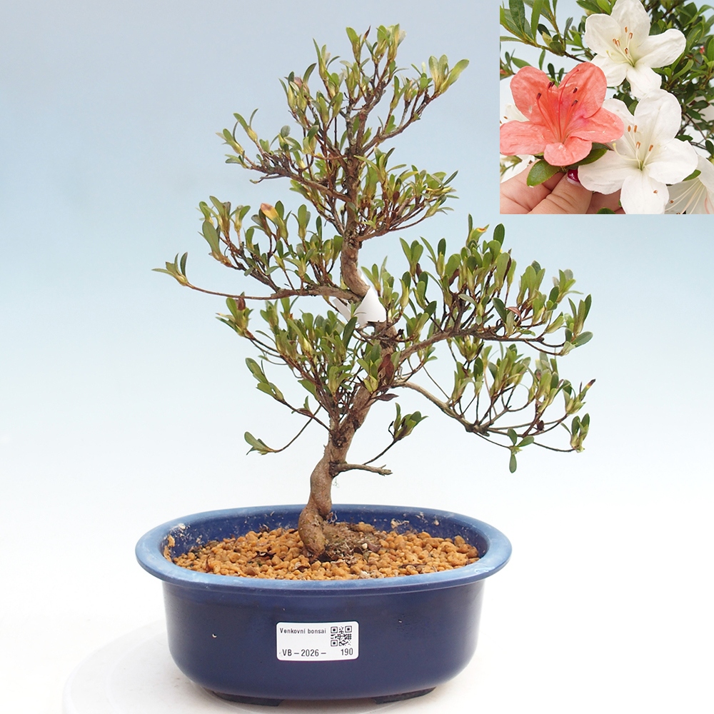 Bonsai voor buiten - Japanse azalea - Azalea Matsunami
