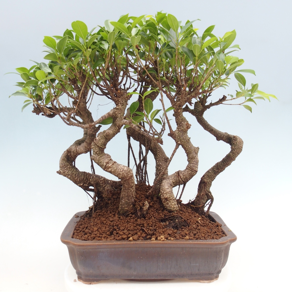Kamerbonsai - Ficus kimmen - kleinbladige ficus