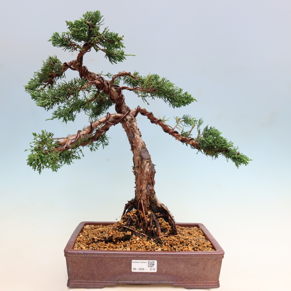 Bonsai voor buiten - Juniperus chinensis Kishu