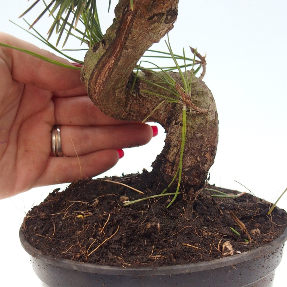 Bonsai voor buiten - Pinus thunbergii senjyumaru - Thunberg den