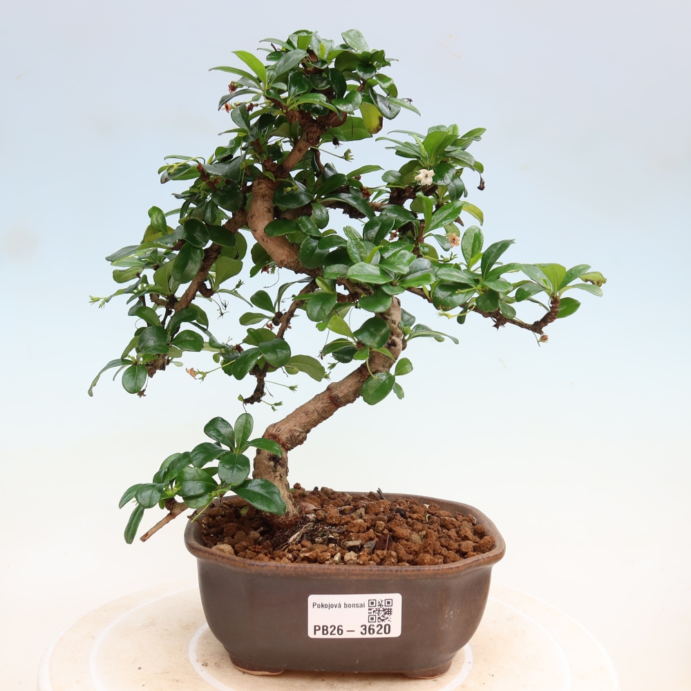Kamerbonsai - Carmona macrophylla - Thee fuki